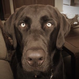 Meet your Posher, Kelli